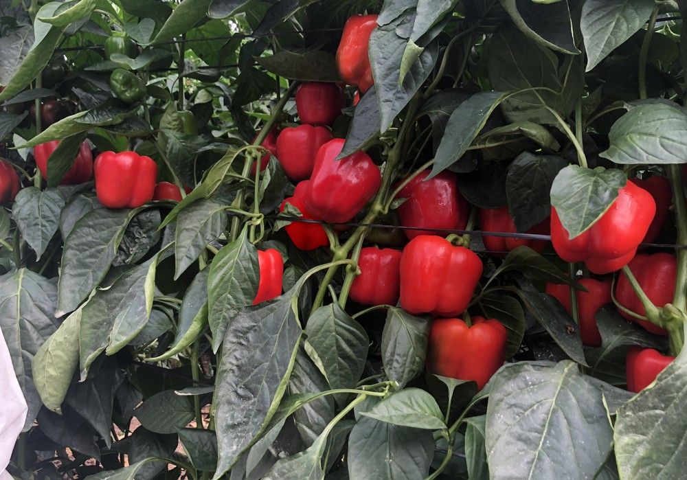 Bionit y Biophos aportan a los cultivos nitrógeno y fósforo de alta asimilación aptos en agricultura ecológica
