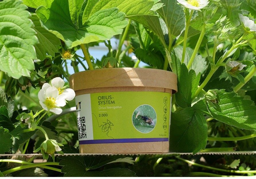 El Orius-System mejora su rendimiento en España con el nuevo envase biodegradable