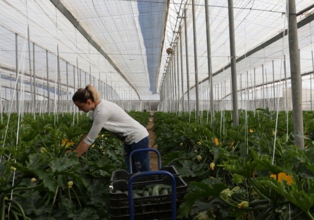 La Junta convoca ayudas por 80 millones para  jóvenes agricultores y eleva la cuantía máxima