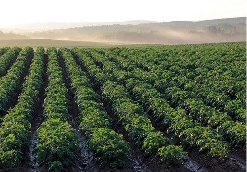 Bayer ofrece su tecnología a científicos e investigadores para testar  nuevas sustancias de protección de cultivos a través del programa  Testing4Ag
