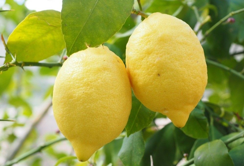 Los precios de los cítricos caen un 30% en el inicio de campaña