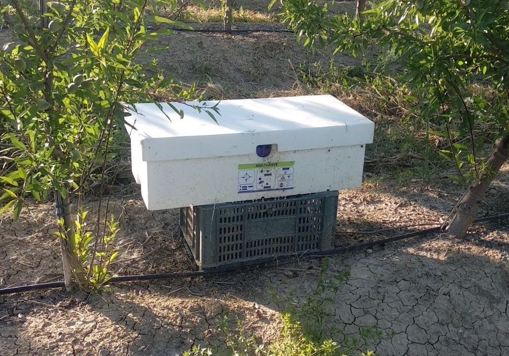 Las colmenas múltiples de Biobest mejoran la polinización del almendro en clima adverso