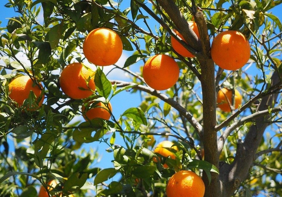 Organizaciones agrarias constituyen la Mesa de los Cítricos de Andalucía