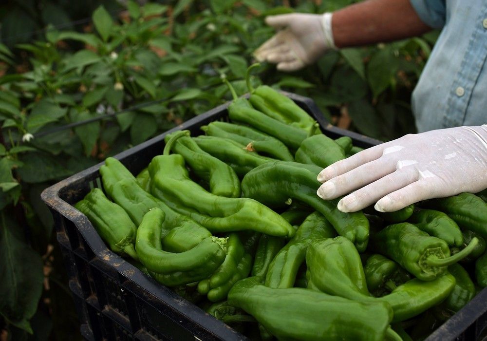 Andalucía exportó más de 5.000 millones en frutas y hortalizas entre enero y octubre de 2021, récord histórico al crecer un 3,8% este periodo