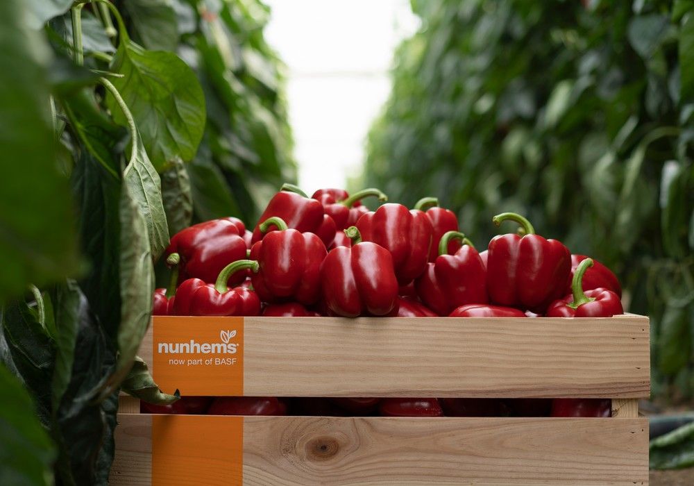 Krakos F1 irrumpe en el mercado de pimiento dispuesto  a ganar