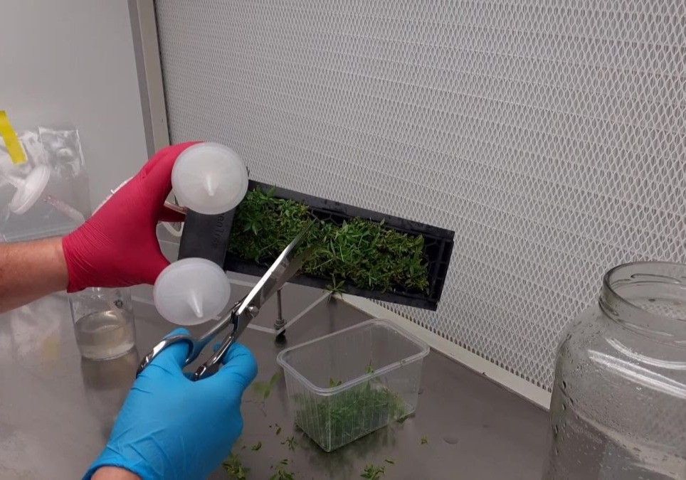 Se reduce en un 80% el tiempo de manipulación de los cultivos vegetales in vitro gracias a un biorreactor desarrollado por IRTA