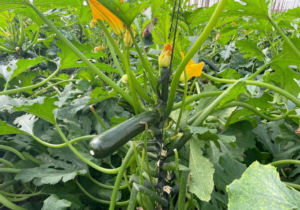 El calabacín cae de los 2 euros por kilo en la última semana