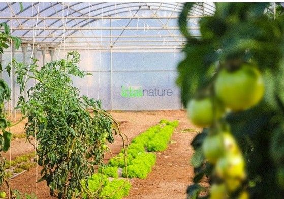 Portento, el biofungicida estrella de Idai Nature obtiene el certificado para su uso en agricultura Biodinámica