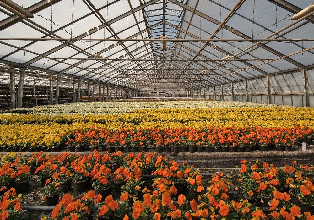 Los viveros españoles produjeron flores y plantas por valor de 900 millones de euros en 2021