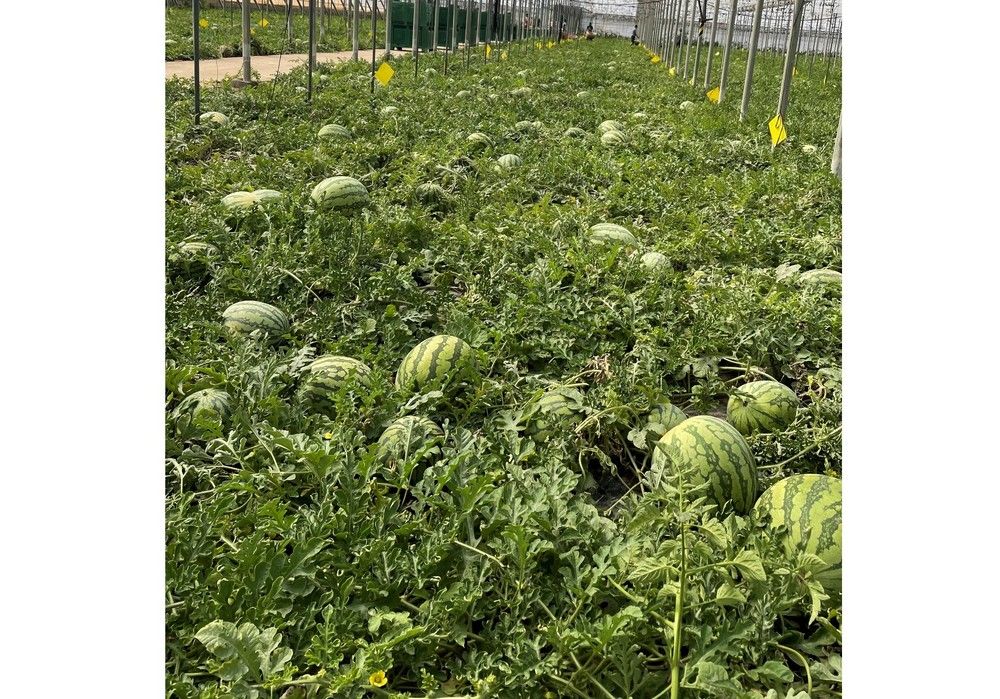 EM AGRO ayuda a incrementar la producción de sandía aumentando a su vez la calidad de los frutos