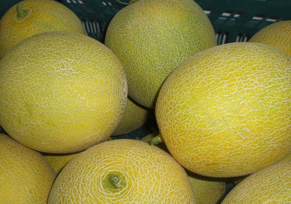 ASAJA estima una reducción superior al 30% de la cosecha de melón y sandía