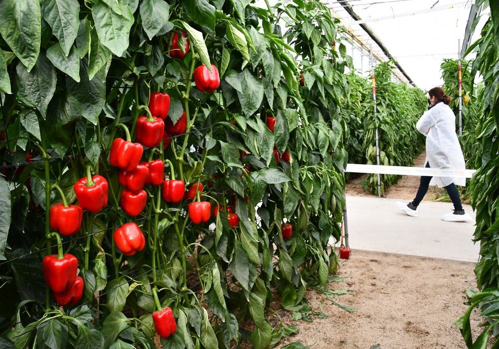 HM.CLAUSE abre las puertas de su finca vitrina de pimiento para mostrar seis novedades de su gama IÓN