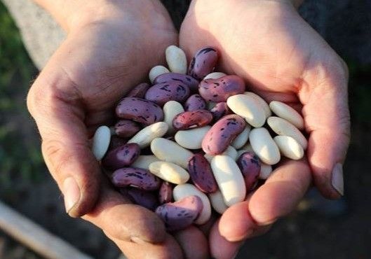 Un experimento de ciencia ciudadana impulsa cultivos 'caseros' de judías para conservar la diversidad agrícola