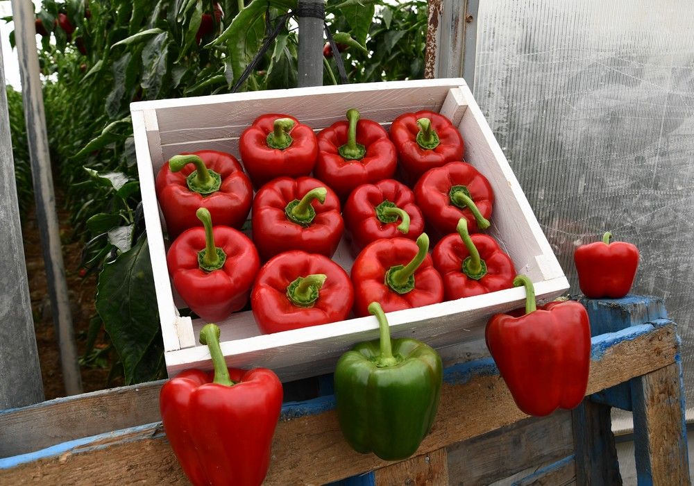 Seminis presenta en Tarambana las cualidades de Arael, el pimiento california