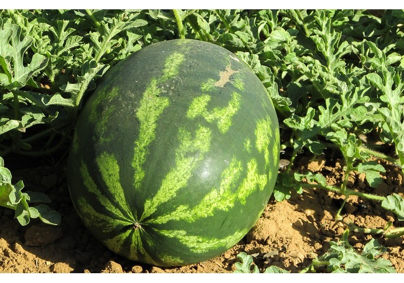 Los buenos precios en calabacín y pepino provocan sobreproducción de melón y en los semilleros almerienses - Noticias - fhalmería