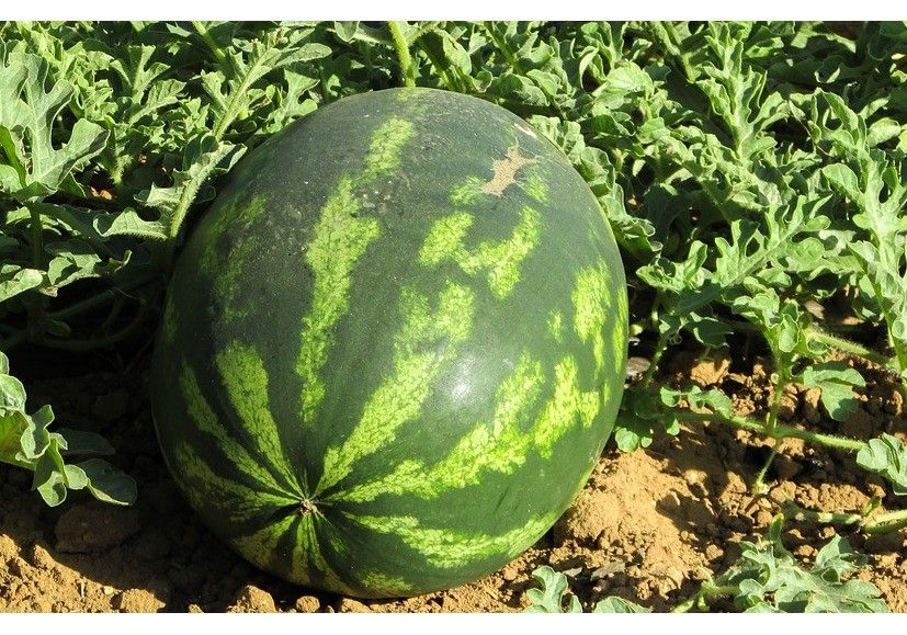 Los buenos precios en calabacín y pepino provocan sobreproducción de melón y sandía en los semilleros almerienses