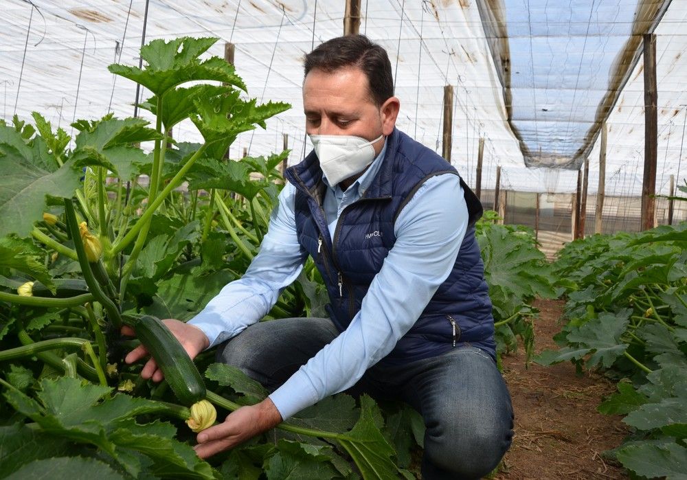 Pietra, el calabacín fácil de manejar con calidad de fruto y alta postcosecha