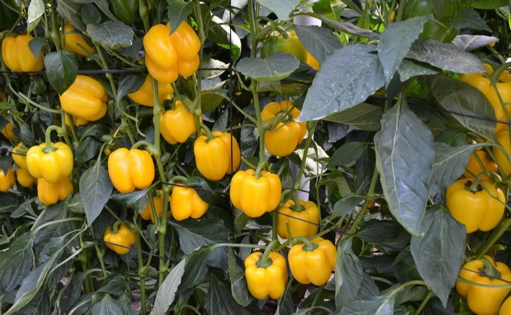 El calabacín sigue cayendo mientras el pimiento sube