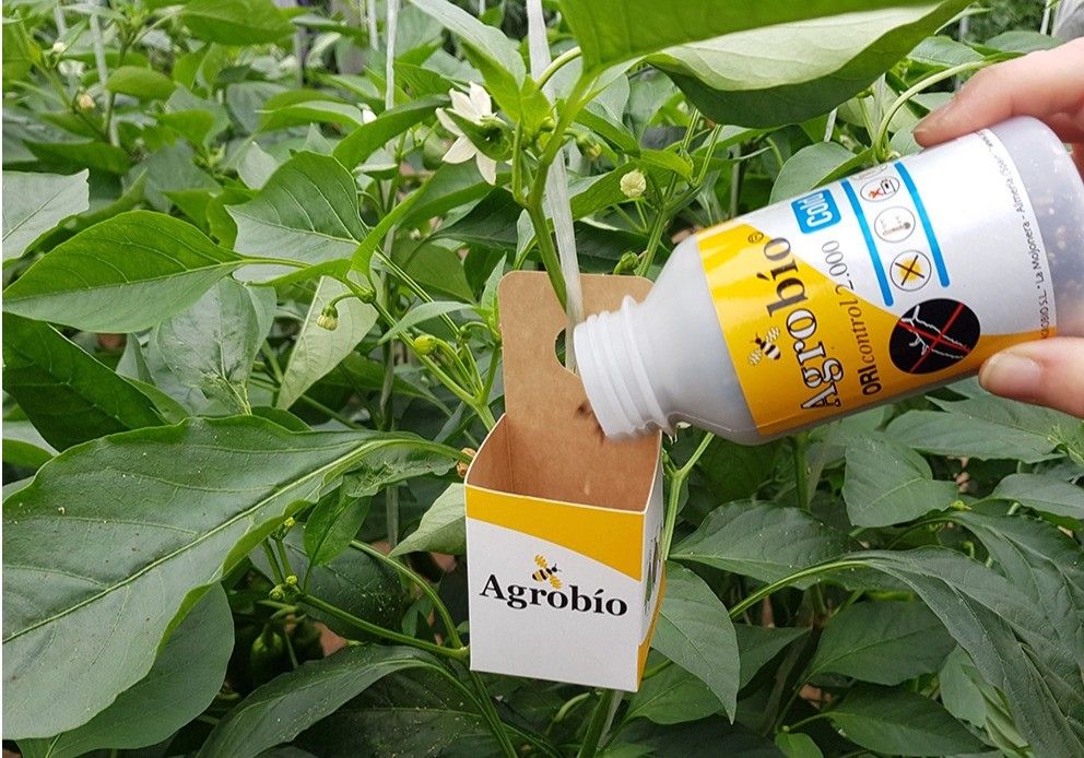 Agrobío lanza ORIcontrol Cold, su nuevo Orius laevigatus más resistente al frío y con mayor tasa de depredación