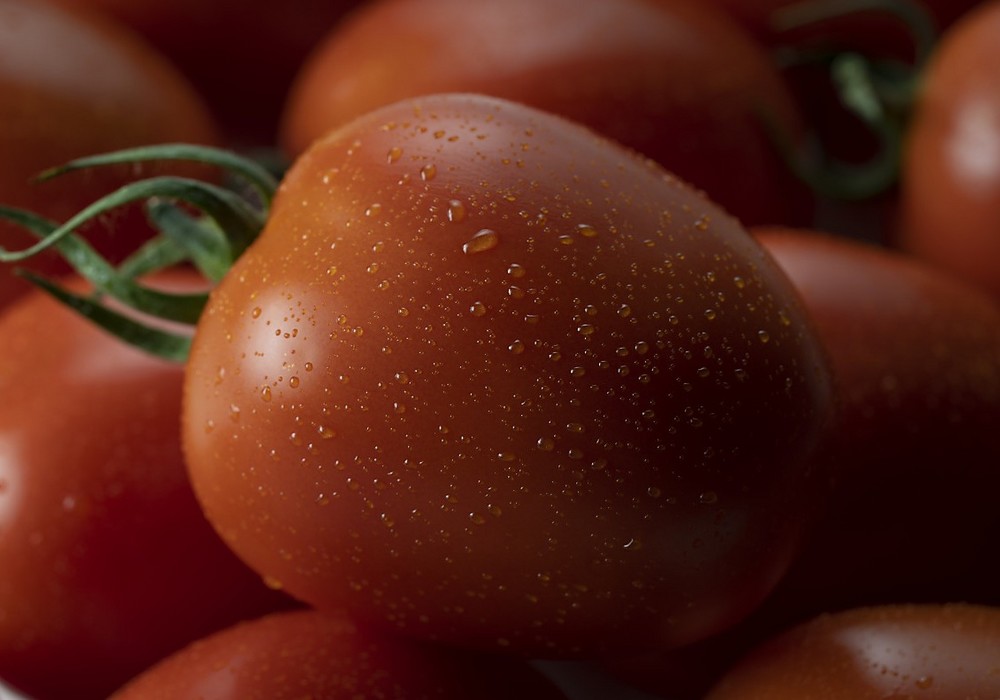 Azovian F1, el tomate pera de BASF que presume de rendimiento, uniformidad y sabor