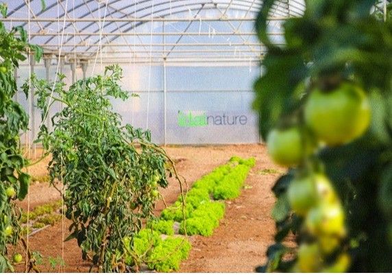 Portento®, el biofungicida estrella de Idai Nature obtiene el certificado para su uso en agricultura Biodinámica