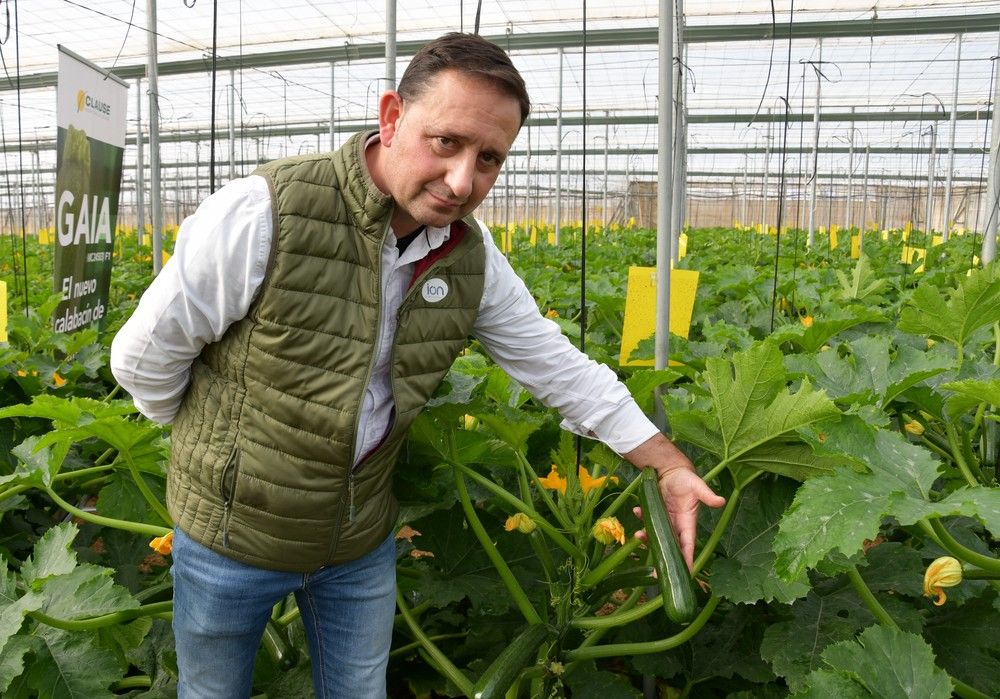 Gaia, el calabacín de alta producción en invierno con excelente postcosecha