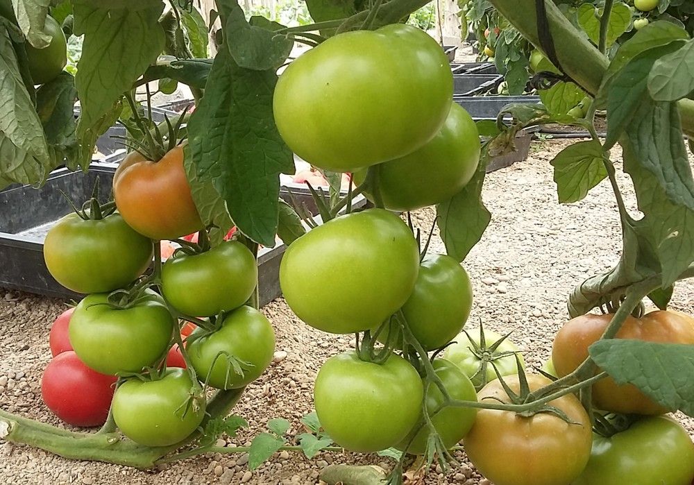 El tomate Trabuco F1 se consolida en el segmento beef gracias a su gran calibre homogéneo de principio a fin