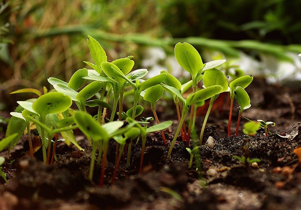 Ecovalia reclama más apoyo para cumplir con el objetivo europeo en producción ecológica