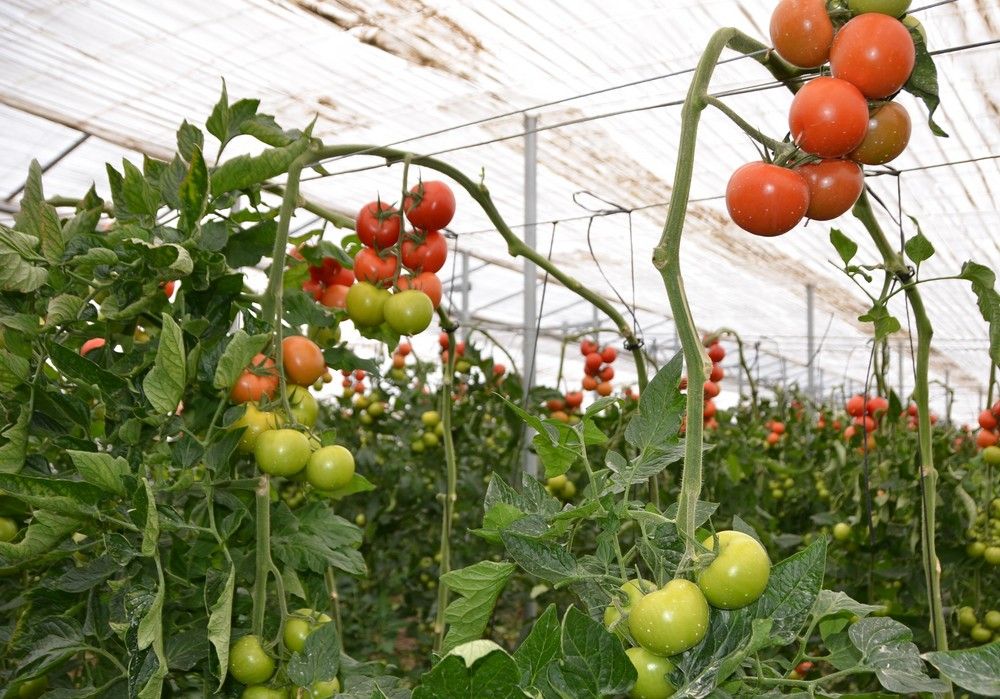 Buena semana para los dos productos estrella del campo almeriense
