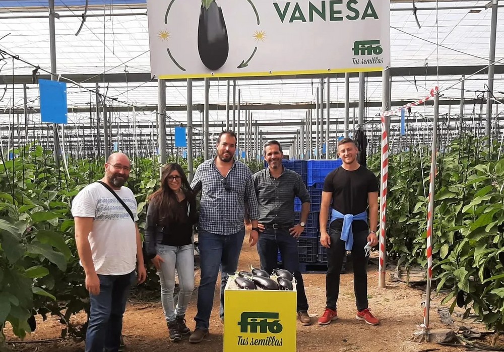 Fitó presenta el potencial productivo y de calidad de su berenjena Vanesa en dos invernaderos de Almería