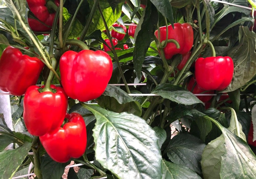 El pimiento aumenta su cotización media en la última semana