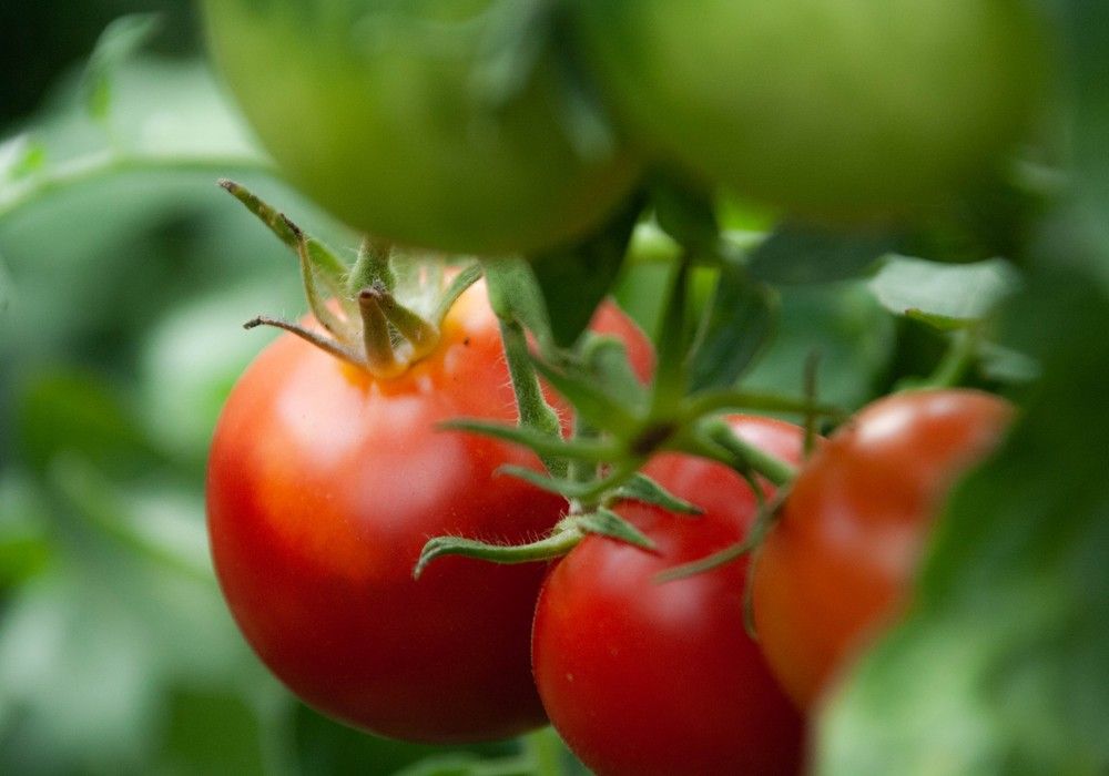 IQV Agro España garantiza una ventaja competitiva al agricultor con el uso de sus cobres