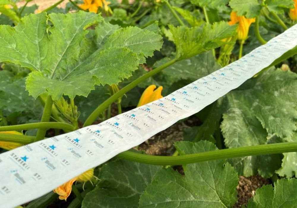 La suelta de insectos beneficiosos, la mejor opción para el control de plagas en primavera
