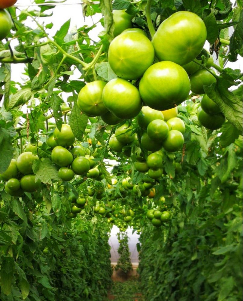Seminis presenta Mazinger, su potente tomate de ensalada para otoño