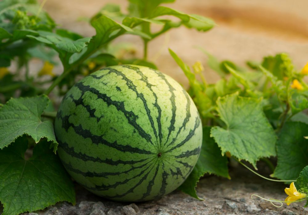 Importancia del abonado  de fondo racional en cultivos hortícolas
