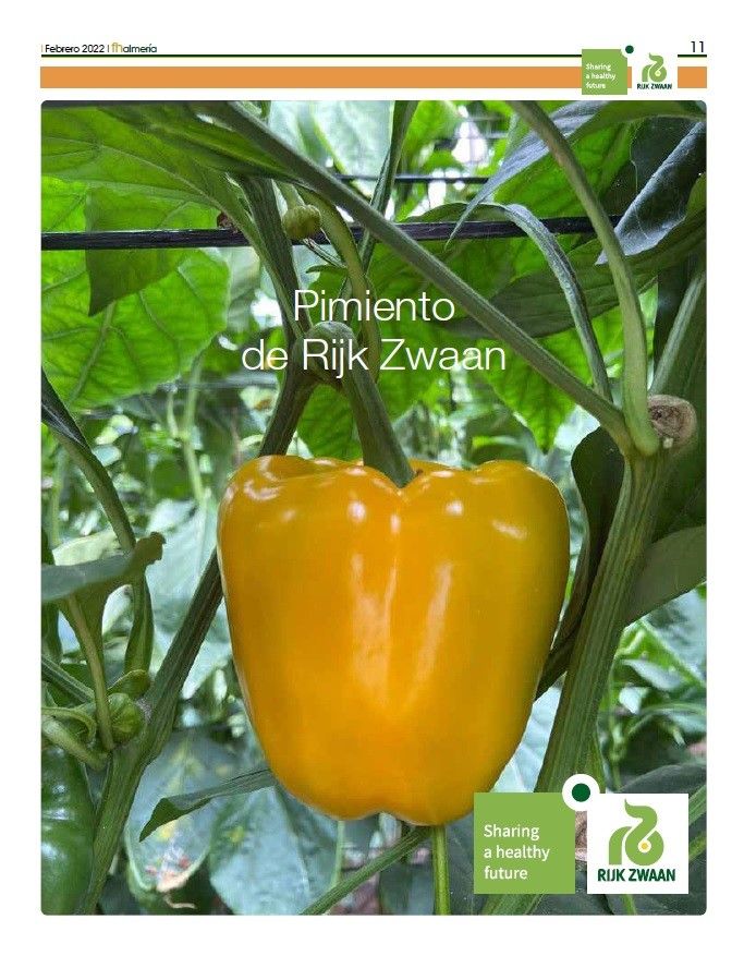 Marzo 2022|| Especial de pimiento California de Rijk Zwaan