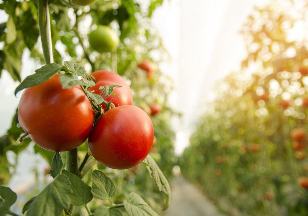 Cómo beneficia la norma de aseguramiento integrado de fincas de GLOBALG.A.P. a la agricultura española