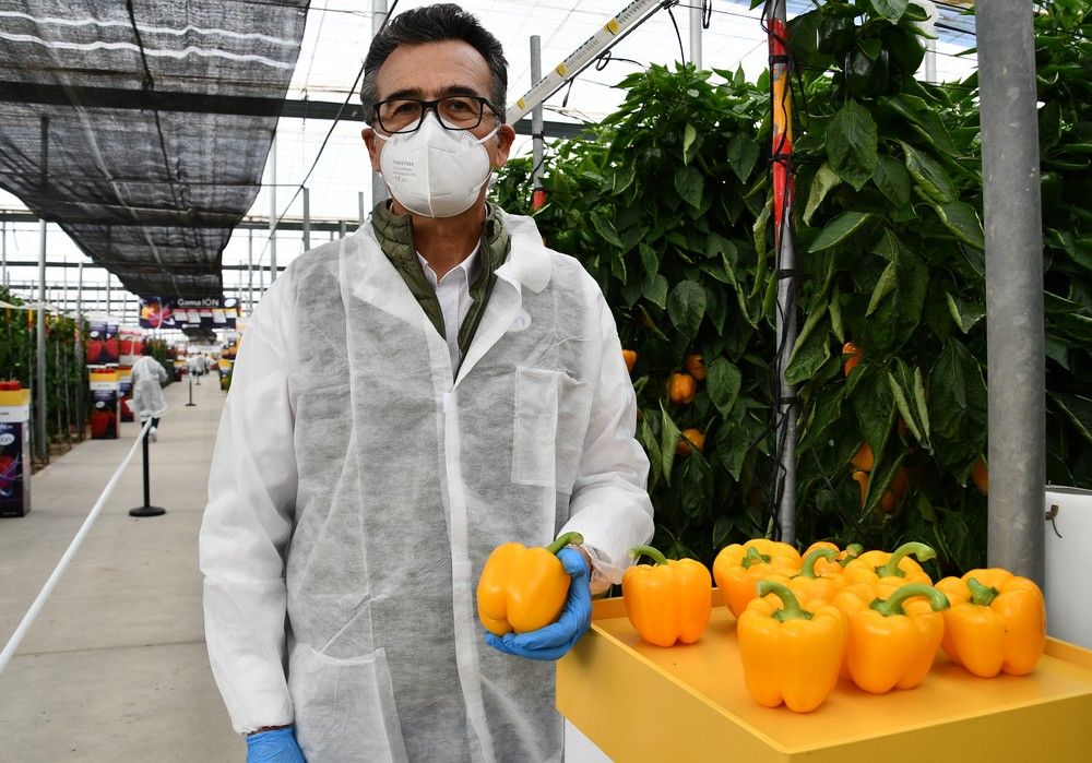 HM.CLAUSE presenta novedades en pimiento California para todos los ciclos y colores