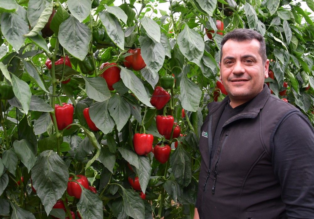 “Con Krakos he tenido buen cuaje y muchos frutos. Se nota que esta planta no quiere pararse”