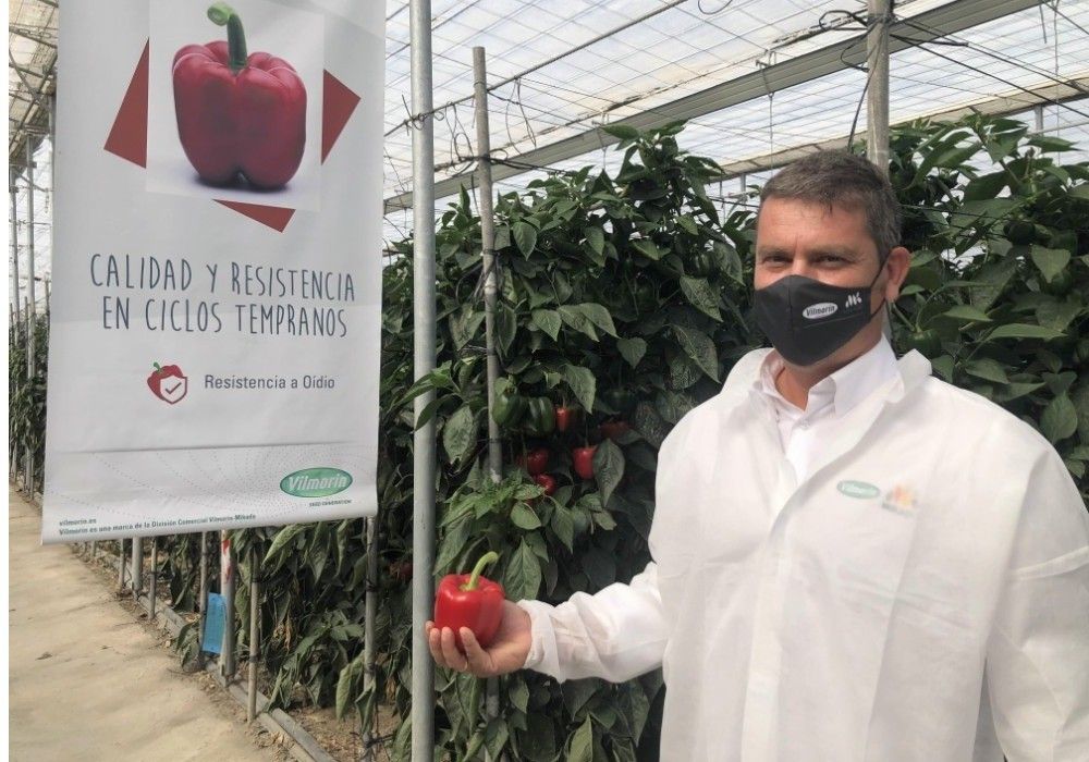 Calidad y producción se aúnan en el portfolio de pimiento de Vilmorin-Mikado