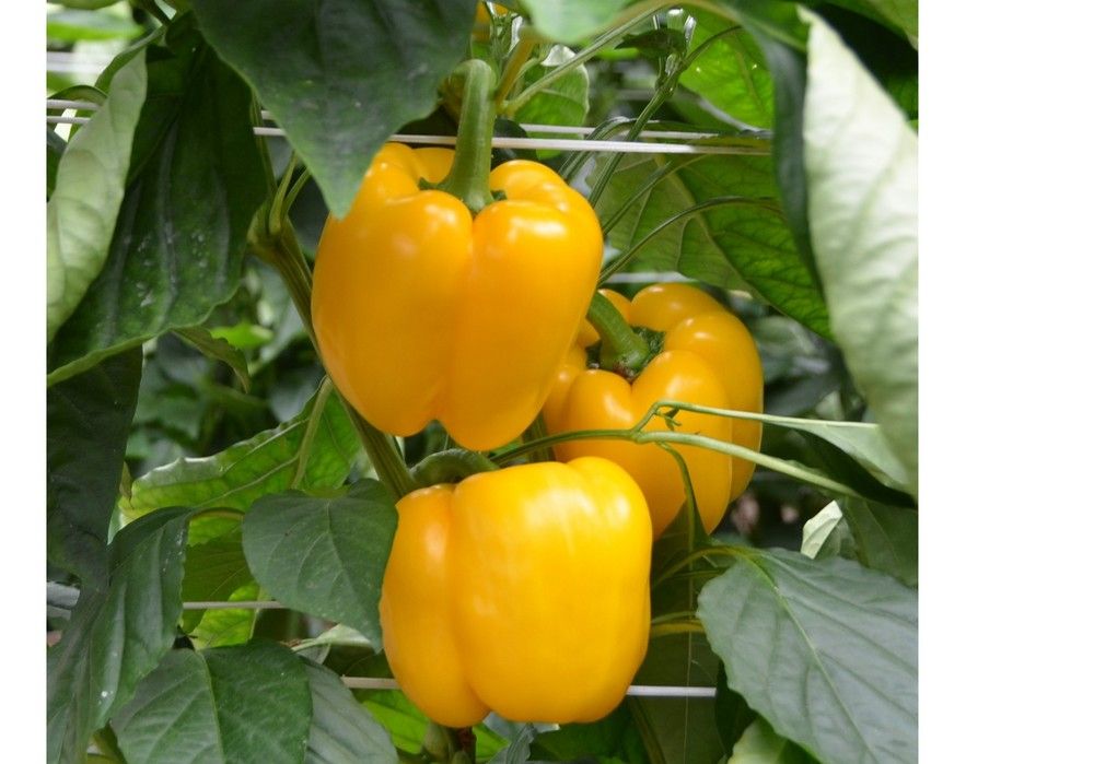 Soluciones nutricionales  para el cultivo de pimiento de Herogra Fertilizantes