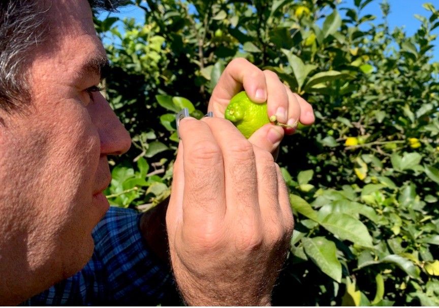 Koppert desarrolla nuevas herramientas para reforzar el control biológico en cítricos