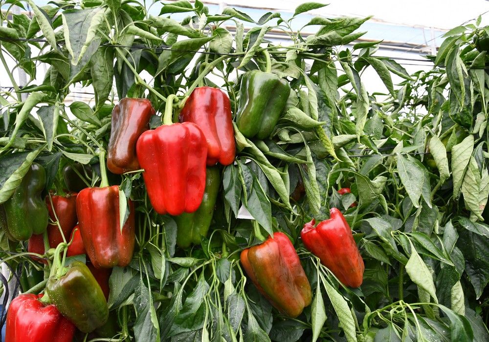 Esopo, el lamuyo de Meridiem Seeds para corte en rojo intenso