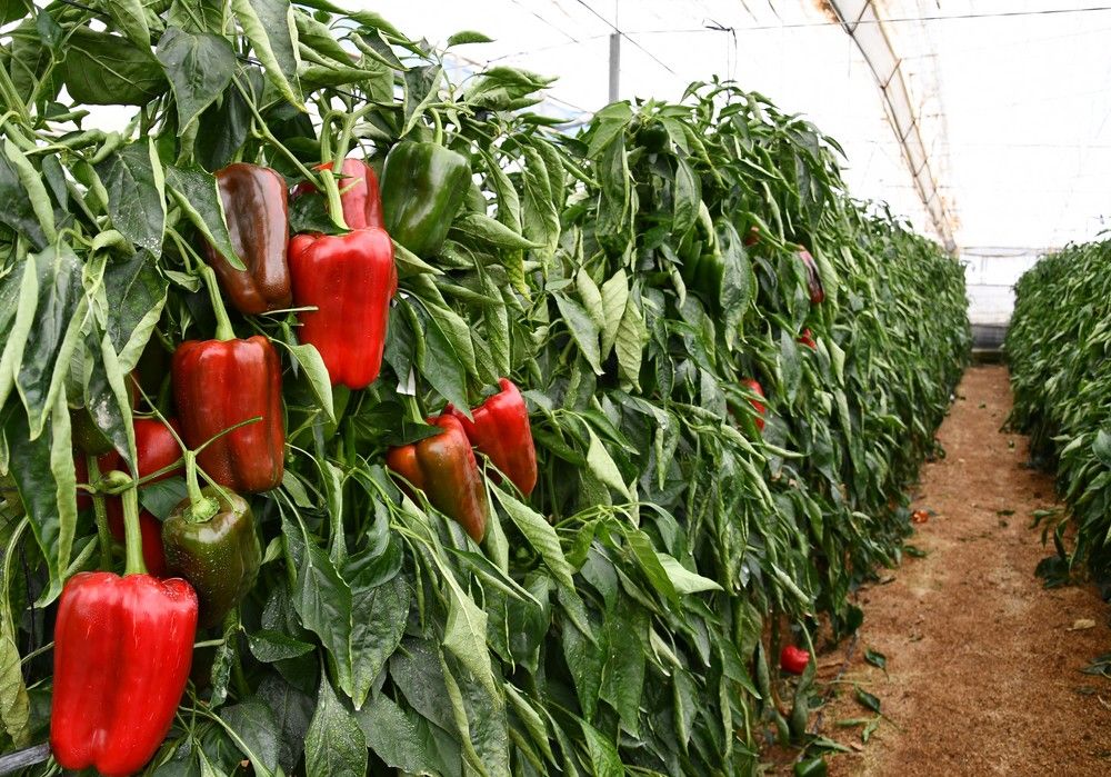 El pimiento sigue cosechando buenos resultados