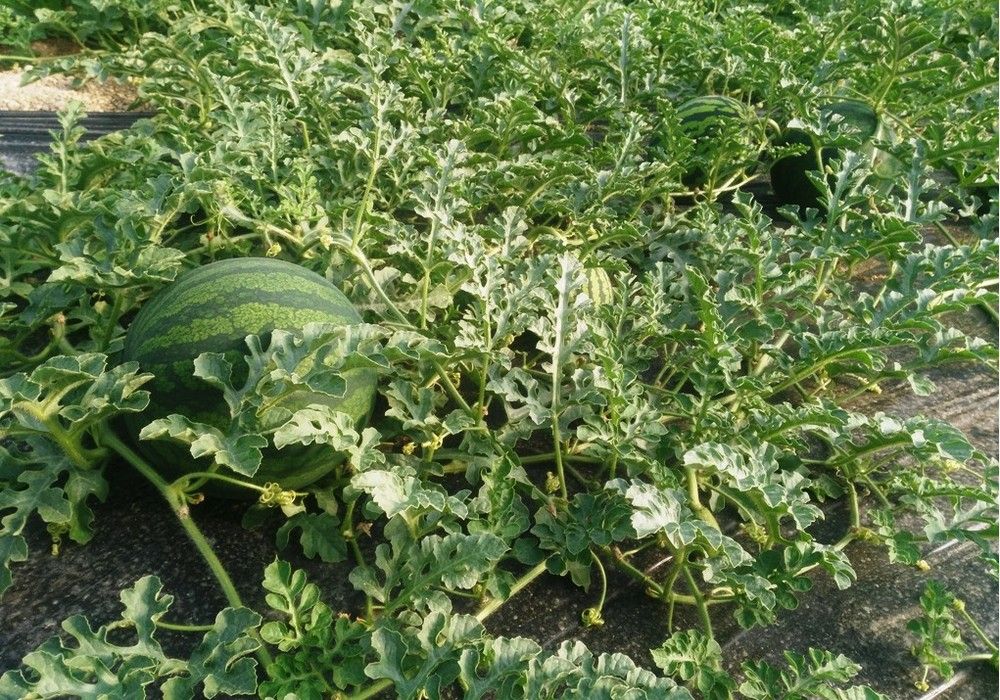 Los problemas en el cuaje podrían reducir la producción de sandía y melón un 25%