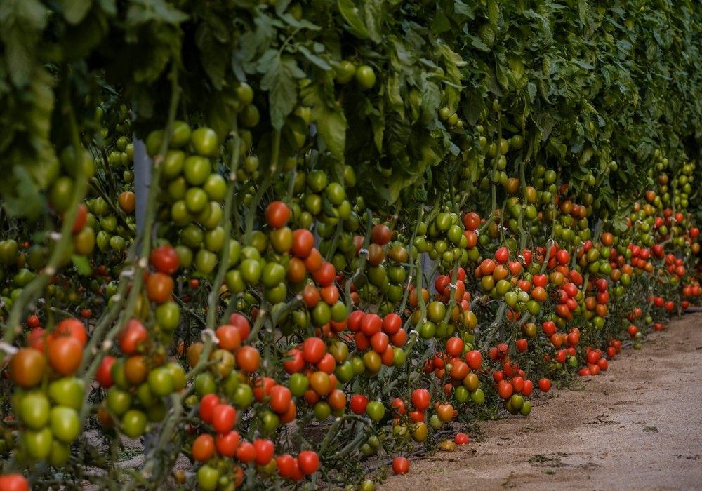 La pizarra de precios de Almería sufre una caída generalizada en la semana 13 del año
