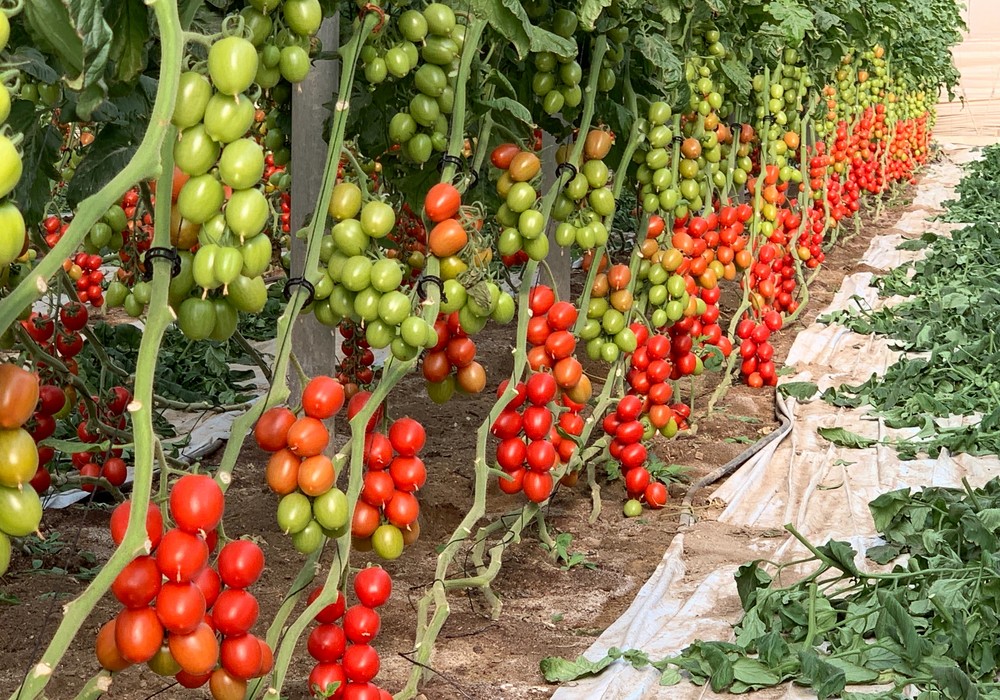 Los tomates de ISI Sementi destacan en Almería