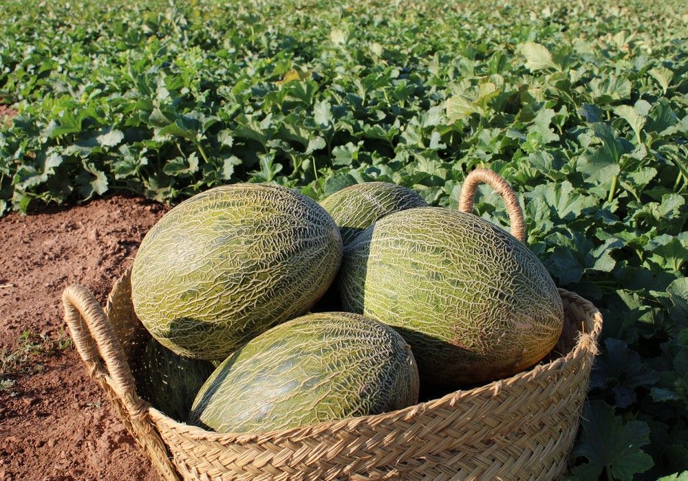 Intersemillas, innovación varietal con garantía de excelente sabor, color y textura