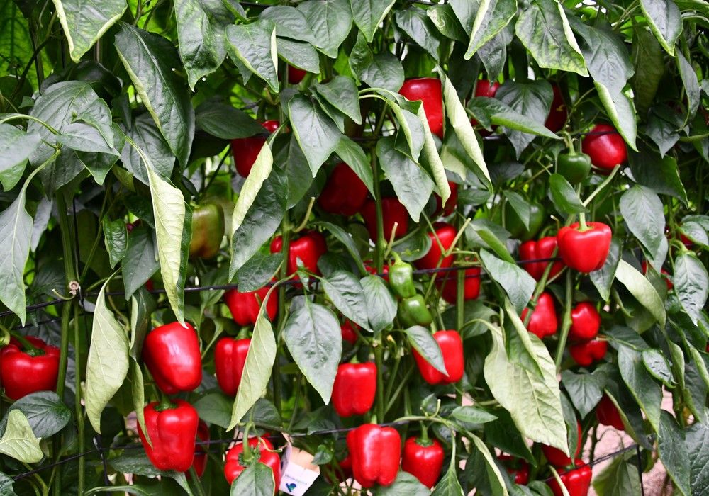 Sacar el máximo rendimiento al cultivo es  posible gracias a la tecnología Denso®