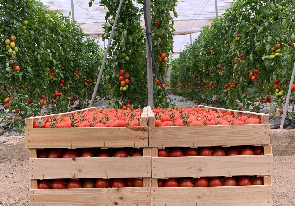 Salathor F1, de ISI Sementi,  es el Fórmula 1 de los tomates pera